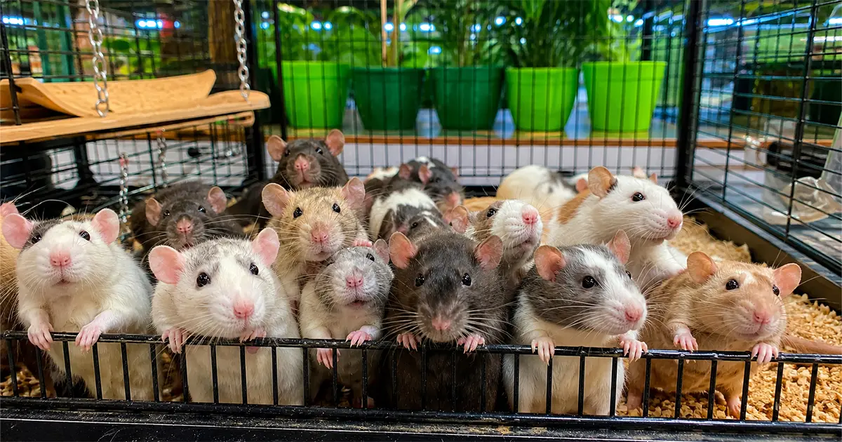 Choosing the Right Rat Type for Your Home and Lifestyle